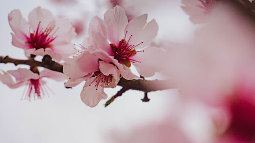 Close-up of pink cherry blossoms