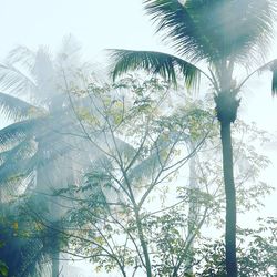 Low angle view of palm trees