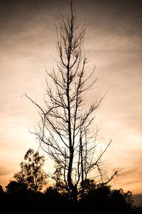 Low angle view of silhouette bare tree against sky during sunset