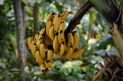 Ripe bananas on the tree, ripe bananas in the garden, this picture was taken in the banana garden