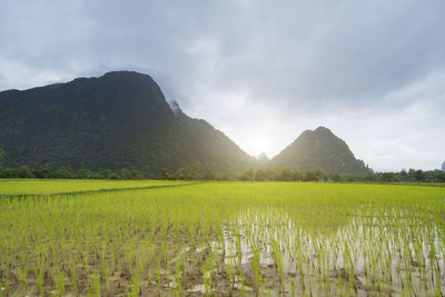 Scenic view of agricultural field against sky