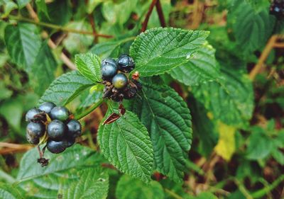 Close-up of berries on tree