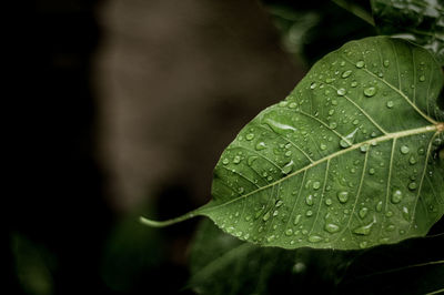 Close-up of raindrops on leaf