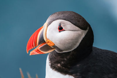 Close-up of puffin