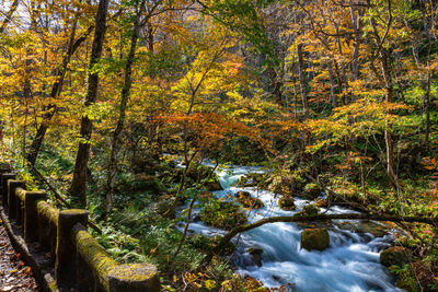 Trees growing by river in forest during autumn