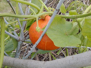 High angle view of orange plant growing in farm