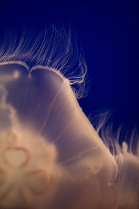 Close-up of jellyfish in aquarium