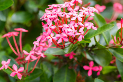 Close-up of pink flowering plants