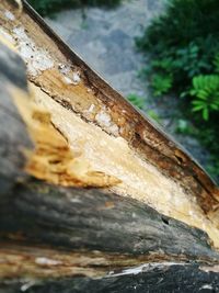 Close-up of wooden plank against tree trunk