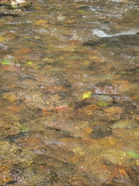 Trees in water