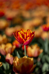 Close-up of red rose