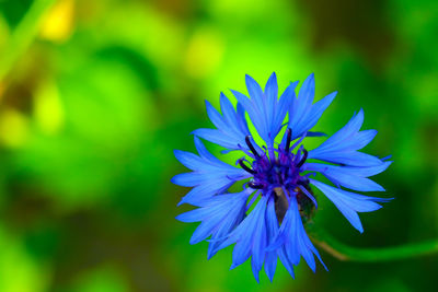 Close-up of purple blue flower