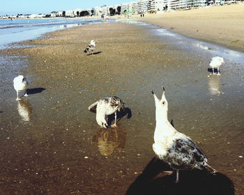 High angle view of swans at lakeshore