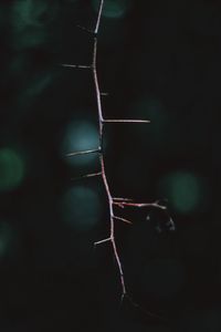 Close-up of lamp over black background