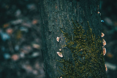 Close-up of plant growing on tree trunk