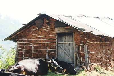 View of a dog in front of building