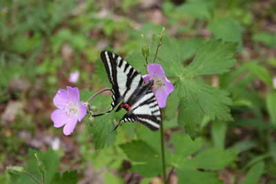 Close-up of butterfly pollinating flower