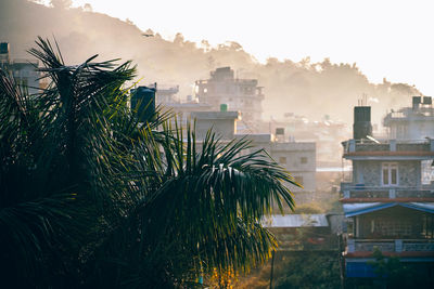 Close-up of palm tree and houses against sky