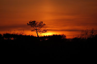 Silhouette trees against orange sky