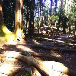 Trees in forest