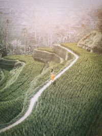 Aerial view of grass