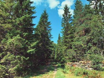 Trees in forest