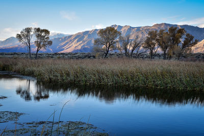 Blue hour in the valley as first light illuminates the eastern sierra nevada mountains