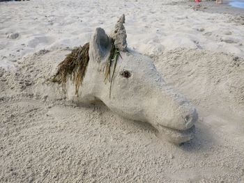 High angle view of horse on beach