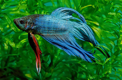 Close-up of fish underwater