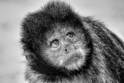 Close-up portrait of a monkey