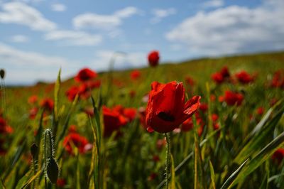 Close-up of poppies blooming on field against sky