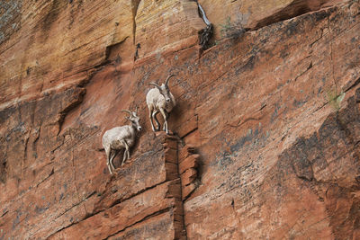 Low angle view of mountain goats on rock formation at zion national park