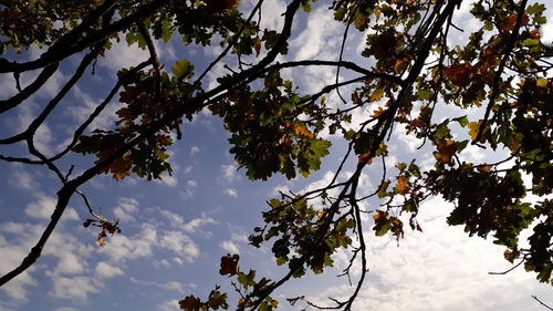 Low angle view of flowering tree against sky