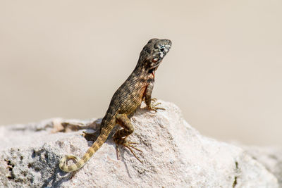 Close-up of lizard on rock