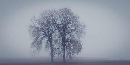Bare tree against sky during foggy weather