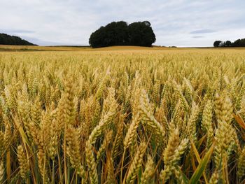 Scenic view of wheat field against sky