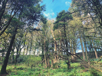 Trees in forest against sky