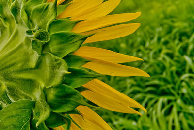 Close-up of sunflower blooming on field