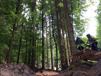 Panoramic shot of trees in forest