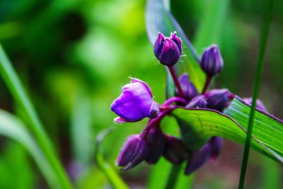 Close-up of purple flowering plant