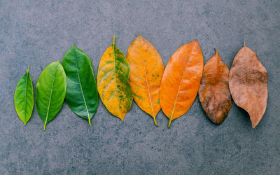 High angle view of multi colored leaves