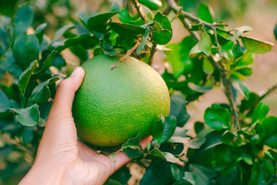 Close-up of hand holding fruit