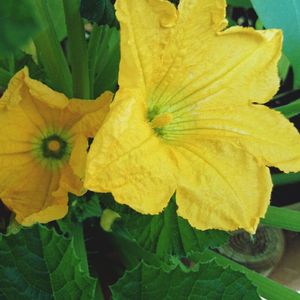 Close-up of yellow flowers