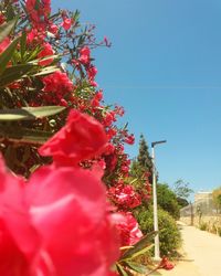 Red flowers blooming against clear blue sky