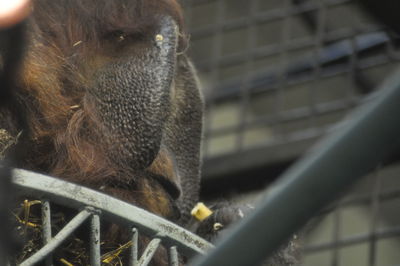 Close-up of bird