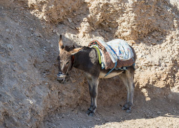 Close-up of horse standing outdoors