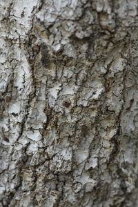 Full frame shot of tree trunk