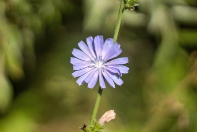 Close-up of purple flowering plant