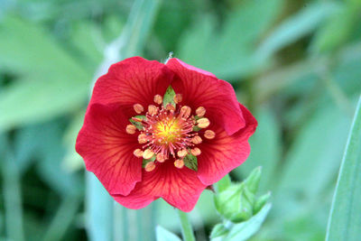 Close-up of red hibiscus flower