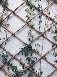 Plant vines draped over a wooden grid net